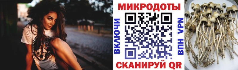 ссылка на мегу сайт Холм Галлюциногенные грибы мицелий